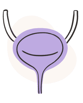 Bladder